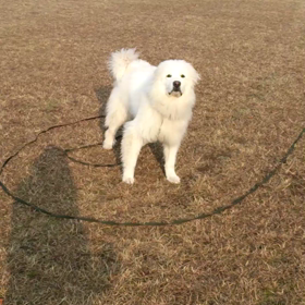 （動画）戻ってきたあとがしつこいwの画像