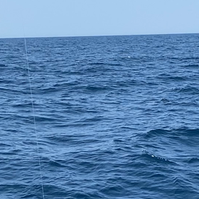 ５日、トンジギ、カツオがいる！の画像