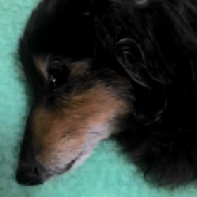 不死身のキティ。の画像