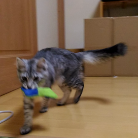 お気に入りのおもちゃでの画像