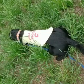 最近のぼく。鹿の角しゃん。の画像