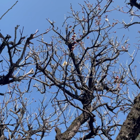 春が来た！の画像