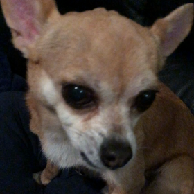 クローリー、入院。。の画像