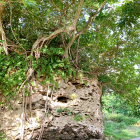 沖縄(石垣)　天然記念物の画像
