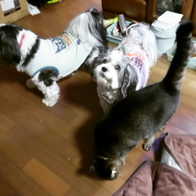 にゃんこ、わんこの画像