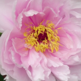 ぼたん園   動画の画像