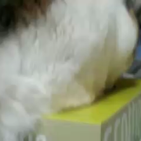 たま遊びの画像