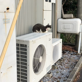 しゃんぐりらさんの猫の画像