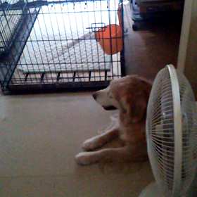 4頭一緒にしてみた❗の画像