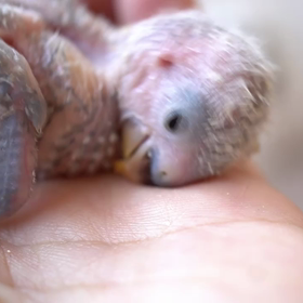 眠いなー✩.*˚( ¨̮ )の画像