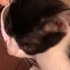 若葉くんの食べっぷりの画像