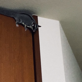 犬と筋肉だけは裏切らない…ダイエット編♪の画像