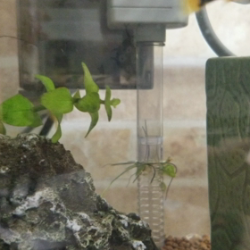 新入り達の画像