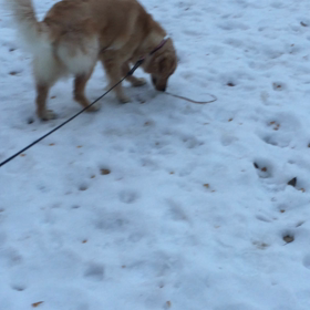 雪   あった〜☆*:.｡. o(≧▽≦)o .｡.:*☆の画像