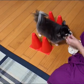 宿題 べる編の画像