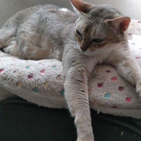 ほっといてくれにゃんの画像