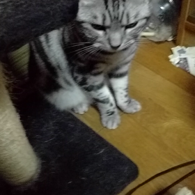 うちのバカ息子の画像