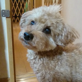 とーさん見てきての画像