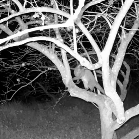 すぎぴたんの事件簿シーズン3　415話（ポージング！ハクビシン）の画像