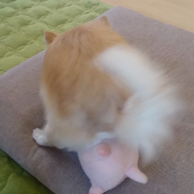 マウンティングの画像