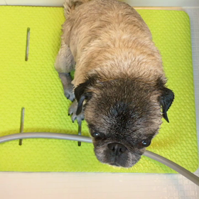 パグの入浴。の画像