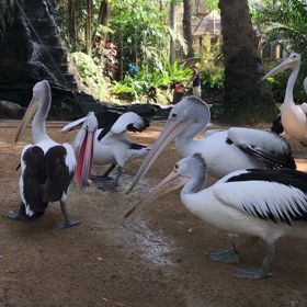 バードショーに感動〜‼️自由に飛び回る‼️の画像