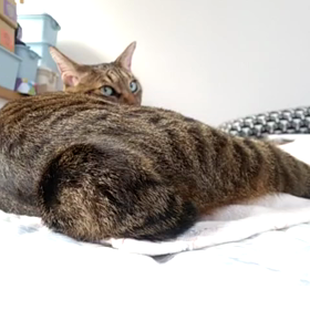 動画 de 短いしっぽの画像