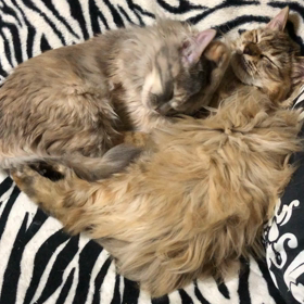 毛づくろい(ΦωΦ)の画像