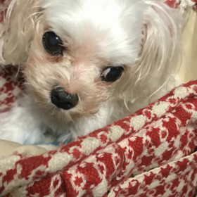 わたくし、きらちゃんとわて、りんちゃんのつぶやきやねんの画像