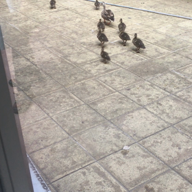 鴨がでっかくなってました！　そして、癌の方もの画像