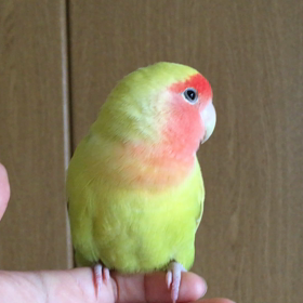 コザクラさんの画像