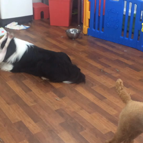 こたろう君  ご来店の画像