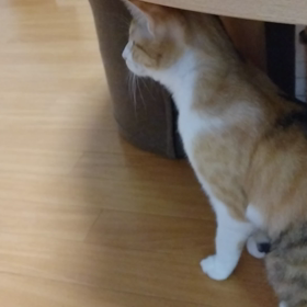 びびるにゃんこ( *´艸｀)の画像