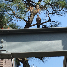 デーデーポッポー♬の画像