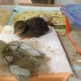 大きくなった？の画像