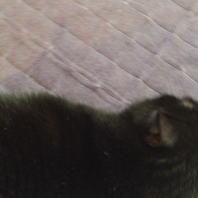 今日のおめざにゃんこ。の画像