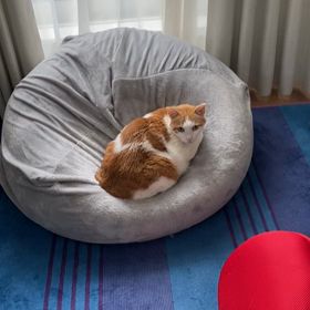 恥ずかしがり屋さんのレオンちゃんの画像