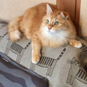 好転せず…の画像