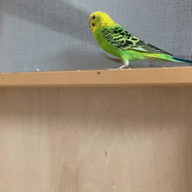 今日のナルちゃんの画像