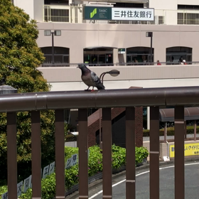きょうの鳩友0／動画の画像