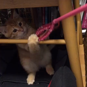 里親様募集中  イアン&セロリの画像