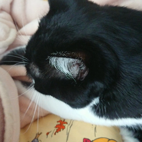 ☆ふみふみ どうがにゃ☆の画像