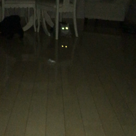 暗闇で繰り返す宴の画像