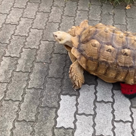 都内で遭遇〜亀の散歩の画像