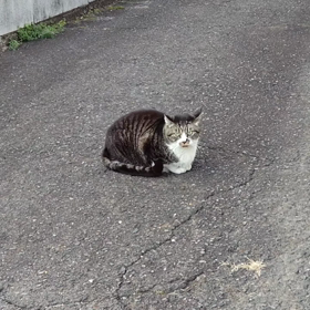 今日は猫の日の画像