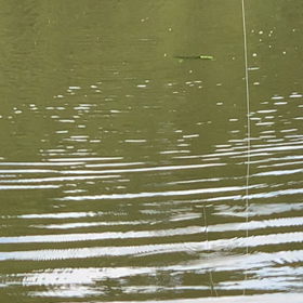 ギラギラ、ピクピクの画像