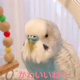 【おしゃべりインコ】DA PUMPのUSAからひな祭りメドレーの画像
