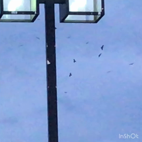 すごい数＼＼\\٩( 'ω' )و //／／の画像