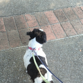 (再々々)ゆずあ 成長記録 募集開始の画像