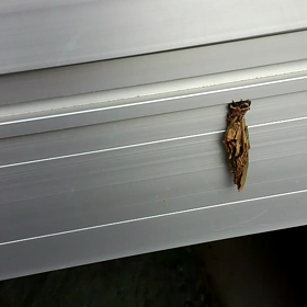 ミノムシその４の画像